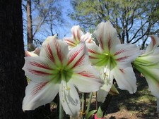 15 Amaryllis seeds Vittatum dried, refrigerated Hippeastrum ready to send