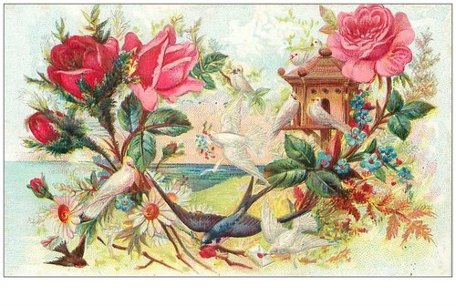 OISEAUX.n°21033.HIRONDELLES