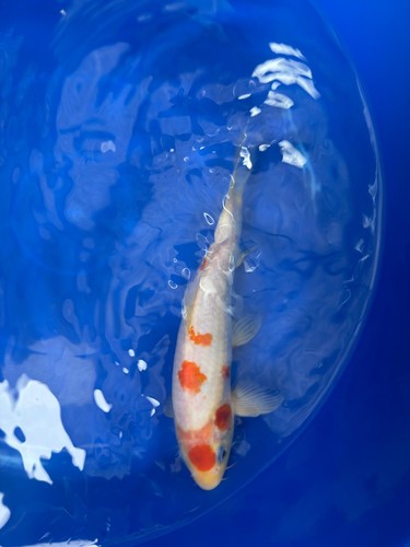 Tancho kohaku koi - 10",