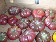 Tomato Purple Calabash 5+ Seeds - Seeds - Graines - JUICY and FINE! P 043