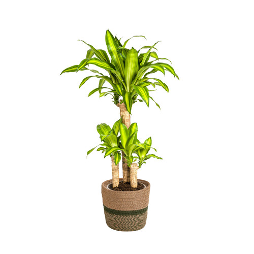 Arbre dragon dracaena - dragon,