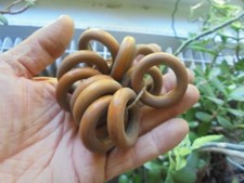 Lot de 12 : Anciens petits Anneaux en Bois de Barre à Rideau 