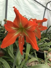 Hippeastrum Striatum! FS Bulb! Amaryllis