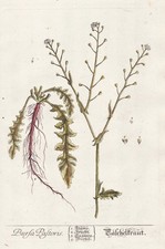 Hirtentäschel Capsella Botanique Blackwell Livre D'Herbes Gravure