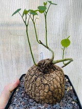 Stephania Suberosa - Caudex -