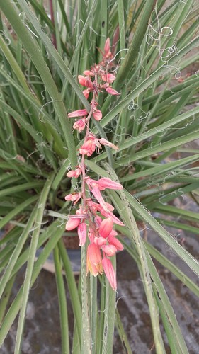 Hesperaloe parviflora yucca - hesperaloe,