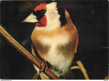 Carte Postale - Animaux -