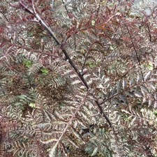 Zanthoxylum piperitum 'Black