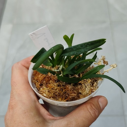 Orchidées vanda ampullacea - orchidées,