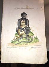 GRAVURE EN COULEURS :LE SINGE