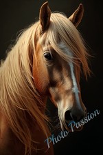 Photo A4 Cheval sauvage