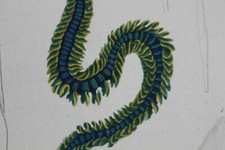 ANNELIDES engraving animal kingdom CUVIER 1838 Phyllodocé de Paretto, laminator...