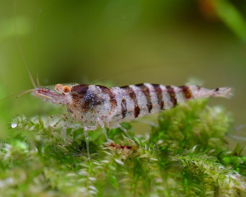 Lot crevettes zebra - de, 10