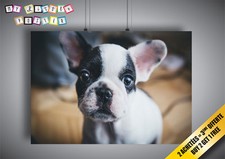 Poster Chien Chiot Bouledogue Noir et Blanc