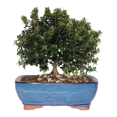 Kentis bonsaï myrtus - kentis,