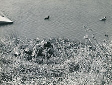 HUNTING c. 1950 - USA Water Game Hunting Dog - Div8414