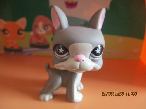 Petshop chien boston terrier - petshop,