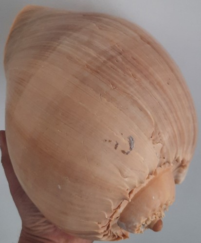 Curiosité taxidermie - curiosité,