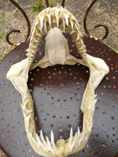 MÂCHOIRE DE REQUIN H 25Cm