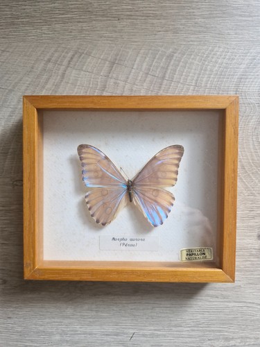 Cadre entomologie ancien - cadre,
