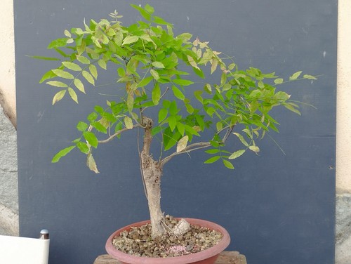 Bonsaï glycine cm en - glycine,