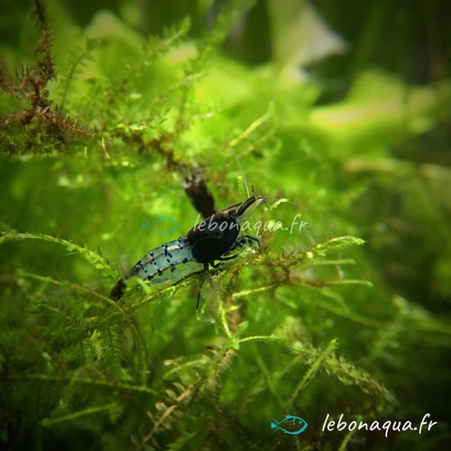 Lot crevettes rili - lot, 12