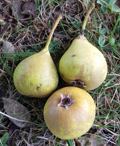 Pyrus calleryana - , (semis)