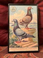 Small Framed Antique Replica French Pigeon Poster