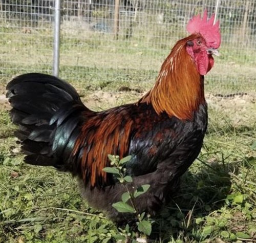 Purebred black copper maran - purebred,