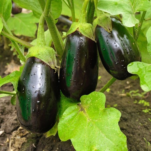 Aubergine bonica f1 - 🍆,