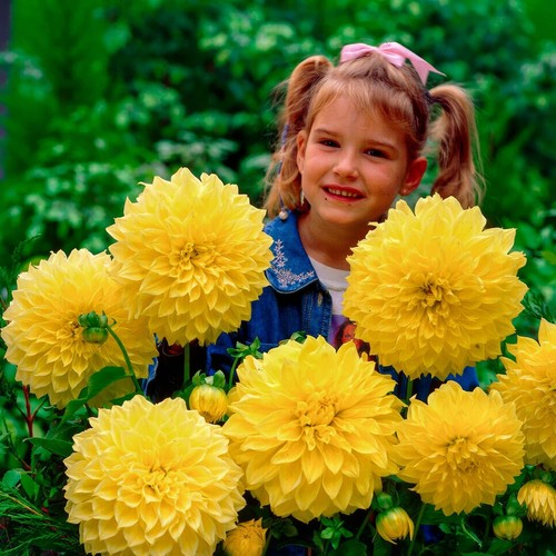 Tubercules bulbes dahlia - tubercules/bulbes,