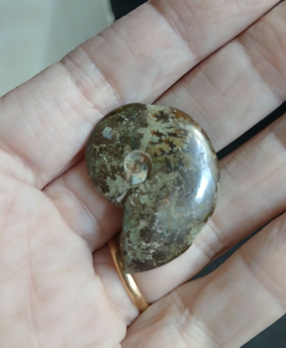Ammonite fougère polie - 9,55, g