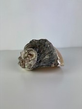 Large Natural Mother of Pearl Shell 16cm Vintage Exotic Marine Decoration 