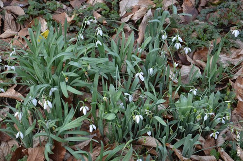 Galanthus elwesii