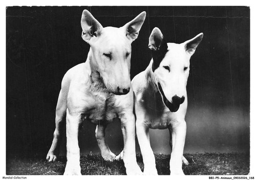 Bbip5 0480 animaux bull - bbip5-0480-animaux,