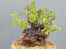 Bonsaï de myrte 34 x 25 cm en