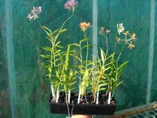 Epidendrum radicans LOT DE 5