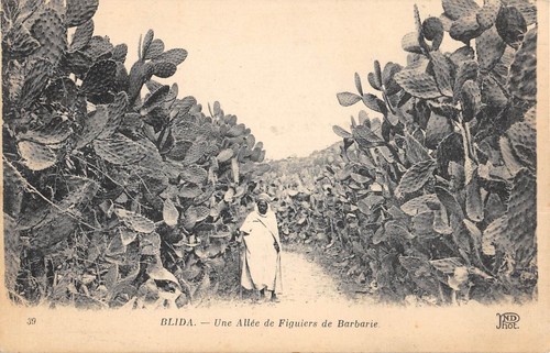 Cpa algerie blida une - cpa, /
