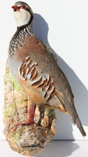 RED NATURALIZED PARTRIDGE - 1960 - ON BASE - H. 33 cm - 1160 g