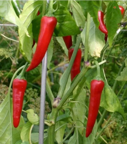 Graines piment de - piment,