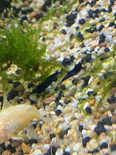 Lot de 10 Crevettes Bleue