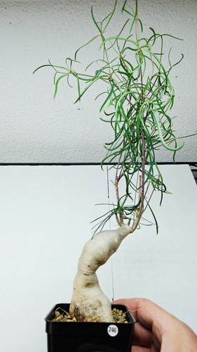 Euphorbia hedyotoides