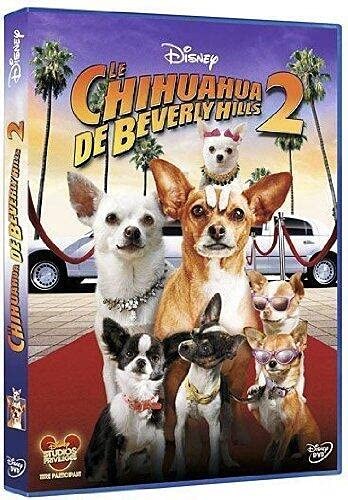 Chihuahua beverly hills - chihuahua,