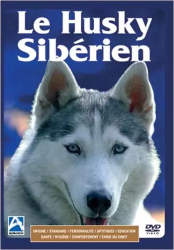 Husky siberien - le,