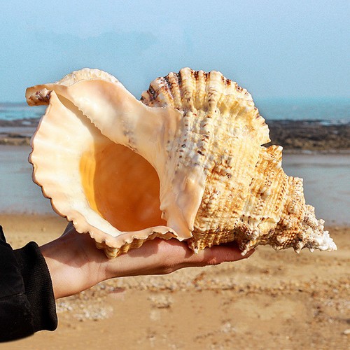 Grand conque naturel coque - conque, mer