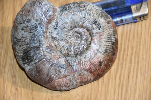 Ammonite pseudogrammoceras - ammonite, gr