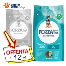 Forza10 Chien Entretien →