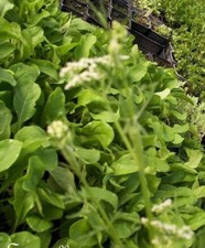 ♫ RAIFORT Officinal - Cochleria officinalis ♫ Graines ♫ COLLECTION d'Aromatiques