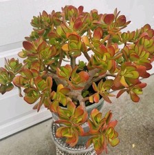 26"~28" Tall/Wide Crassula Ovata/Jade Plant Cuttings *The Pick Up Zip Is 94538