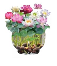 30 graines de lotus mélangées, nélumbo, bonsaï, plante nucifera, nymphaea,bassin